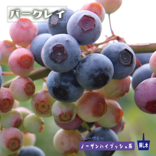 ブルーベリー バークレイ 