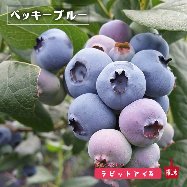 ブルーベリー ベッキーブルー 