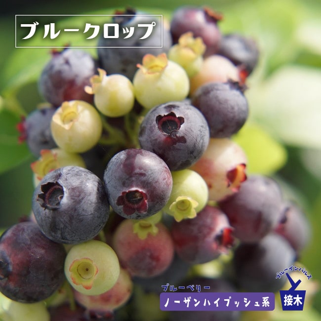 ブルーベリー ブルークロップ 