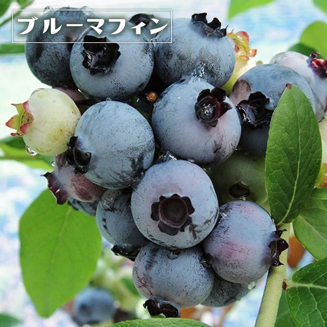 ブルーベリー ブルーマフィン 