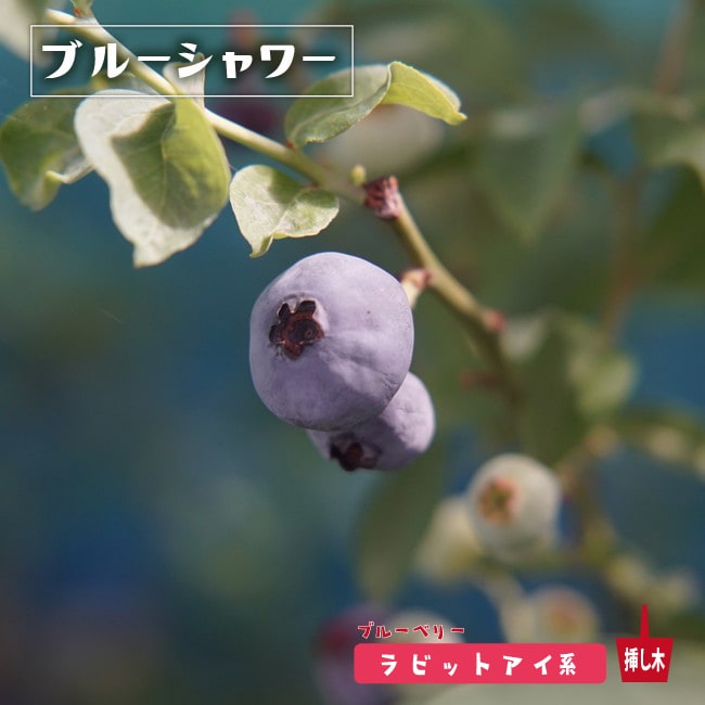 ブルーベリー ブルーシャワー 