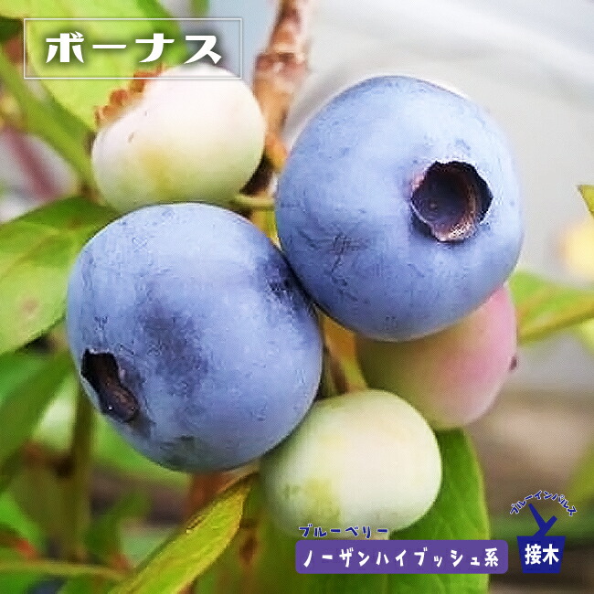 ブルーベリー ボーナス 