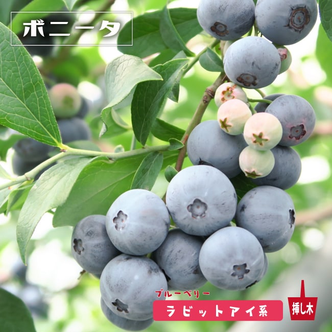 ✨ラビットアイ系ブルーベリー問い合わせ用✨ ブルーベリー ラビットアイ系 ボニータ 苗 販売 苗木部 By 花ひろば
