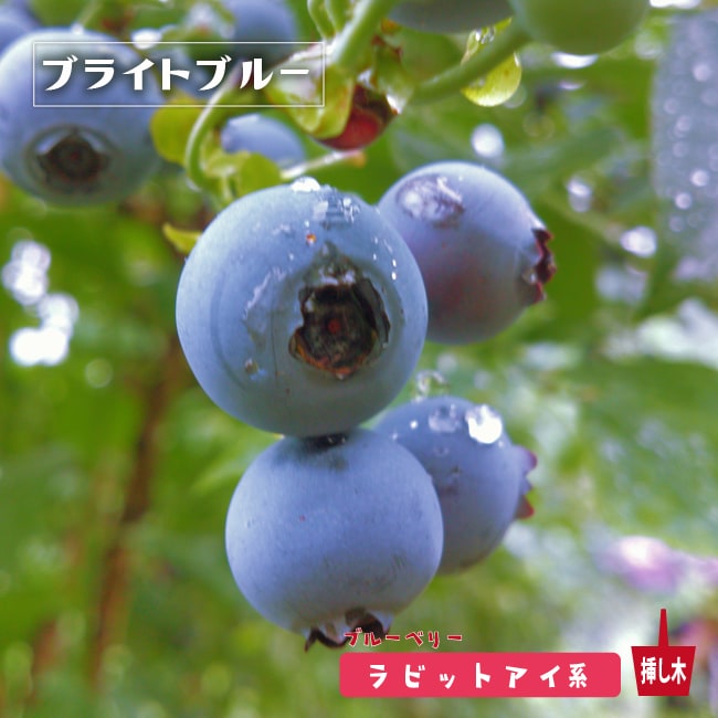 ブルーベリー ブライトブルー 