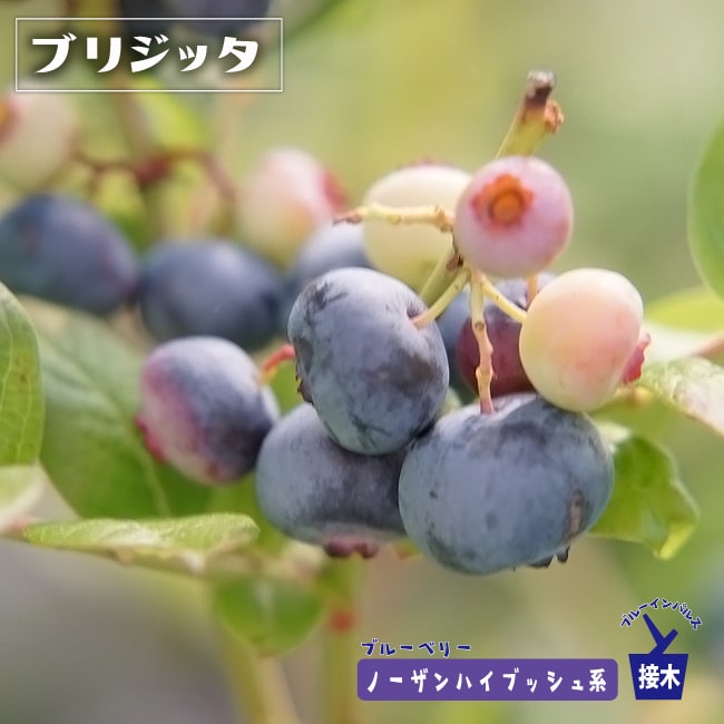 ブリジッタ ノーザンハイブッシュ系 ブルーベリー 苗 通販 苗木部