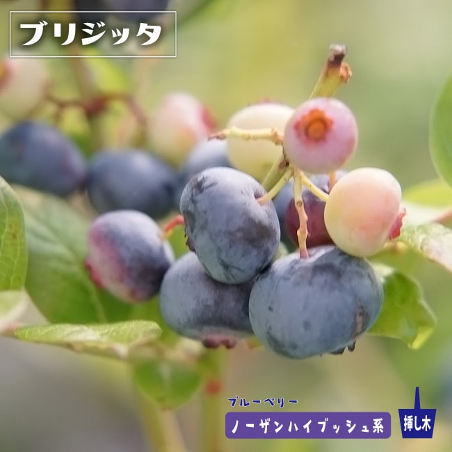 ブルーベリー ブリジッタ 