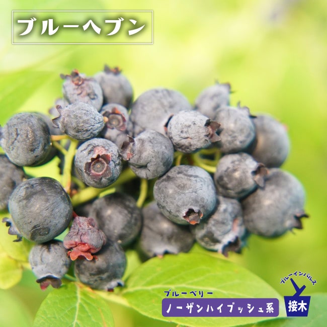 ブルーベリー ブルーヘブン 