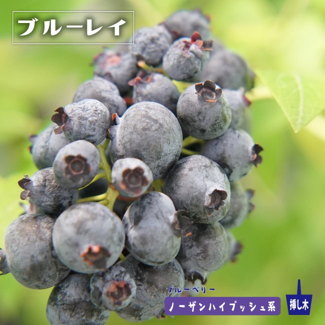 ブルーベリー ブルーレイ 