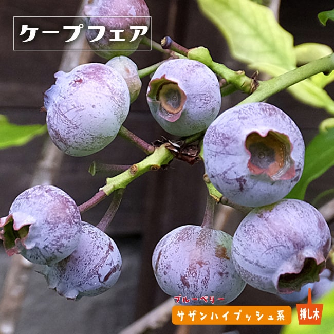 ブルーベリー　ケープフェア