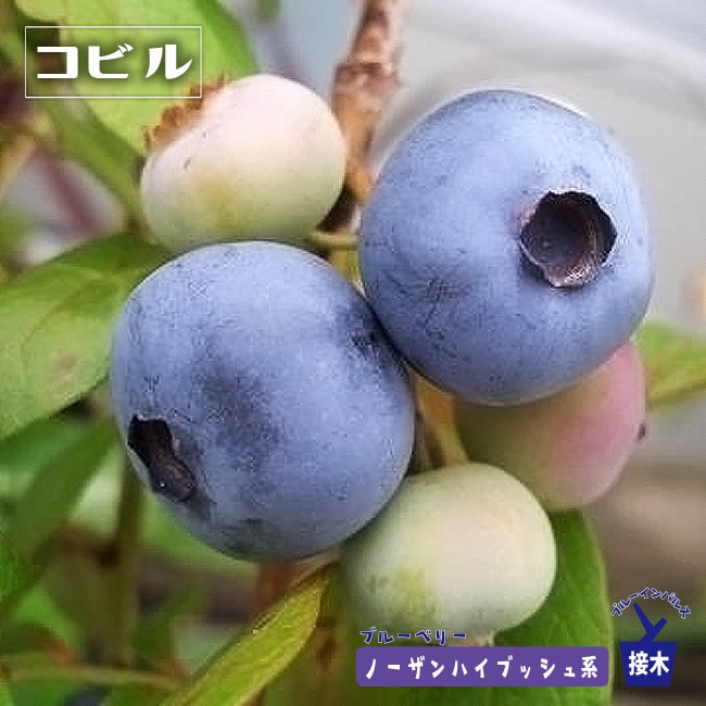 ブルーベリー　コビル