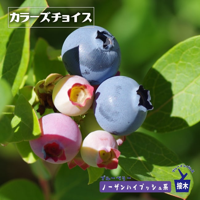 カラーズチョイス　ブルーベリー