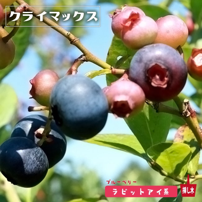 ブルーベリー　クライマックス