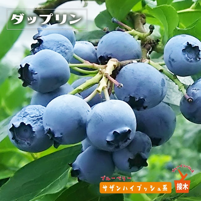 ブルーベリー ダップリン 