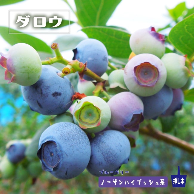 ブルーベリー ダロウ 