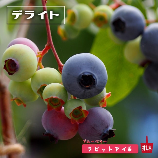 ブルーベリー デライト 