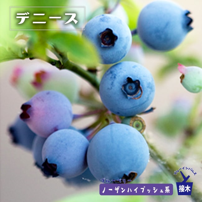 ブルーベリー デニース 