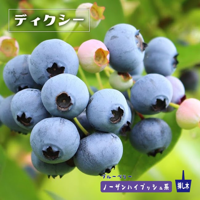 ディクシー　ブルーベリー