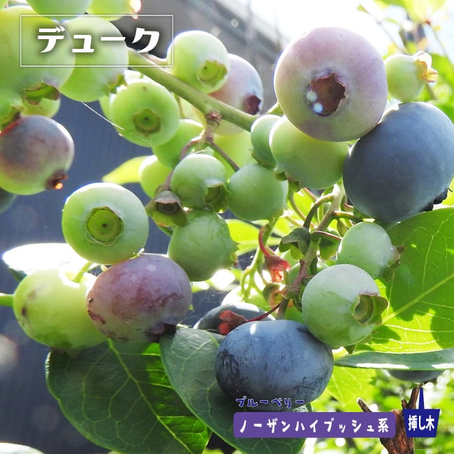 デューク ノーザンハイブッシュ系 ブルーベリー 苗 販売 苗木部 By 花