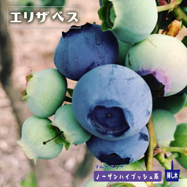 ブルーベリー エリザベス 