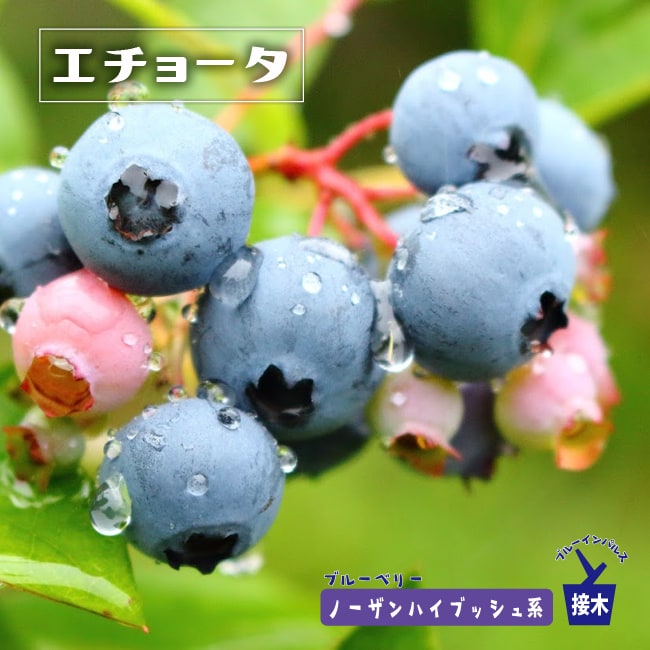 エチョータ ノーザンハイブッシュ系 ブルーベリー 苗 通販 苗木部