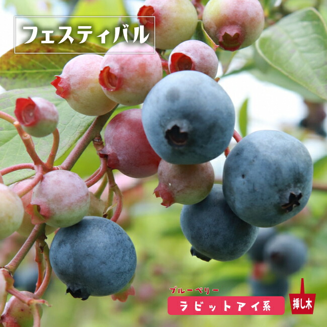 フェスティバル ラビットアイ系 ブルーベリー 苗 販売 苗木部 By 花