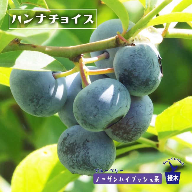 ブルーベリー ハンナズチョイス 