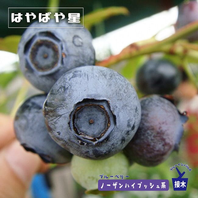 ブルーベリー　はやばや星