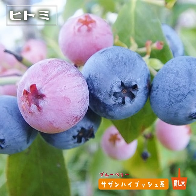 ブルーベリー ヒトミ 