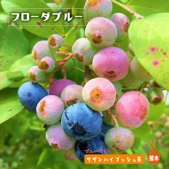 フローダブルー サザンハイブッシュ系 ブルーベリー 苗 通販 苗木部