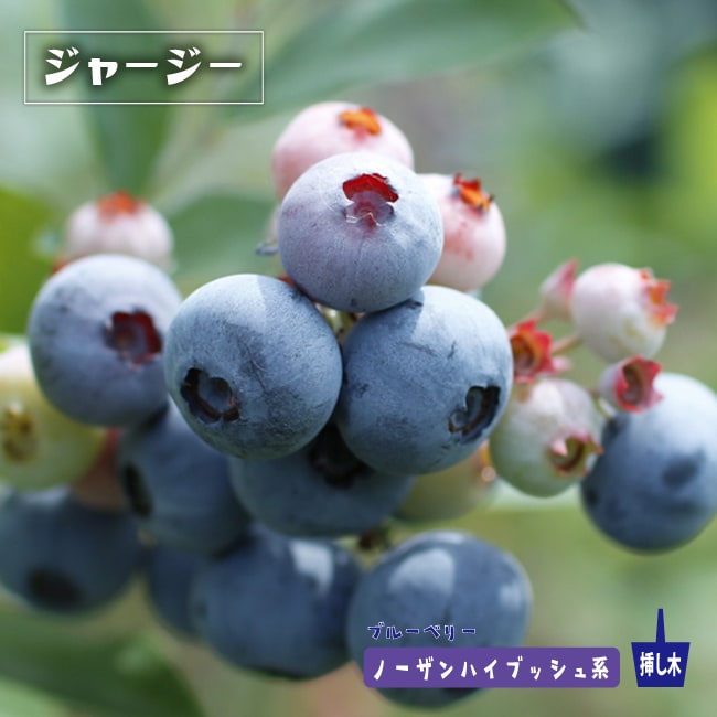 ジャージー　ブルーベリー