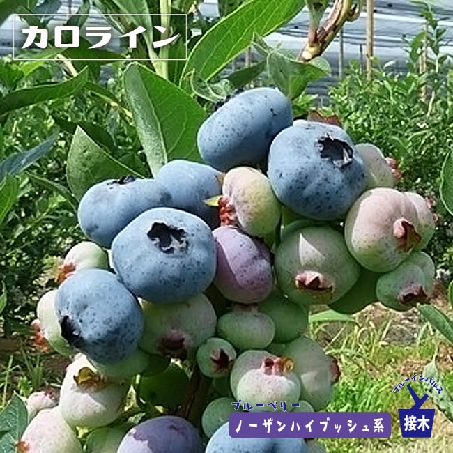 カロライン