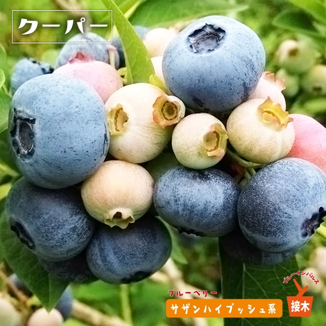 ブルーベリー　クーパー　ブルーインパルス