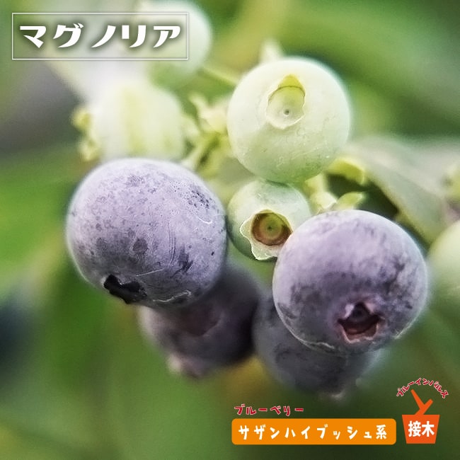 マグノリア サザンハイブッシュ系 ブルーベリー 苗 通販 苗木部 By 花