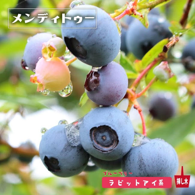 ブルーベリー メンディトゥー 