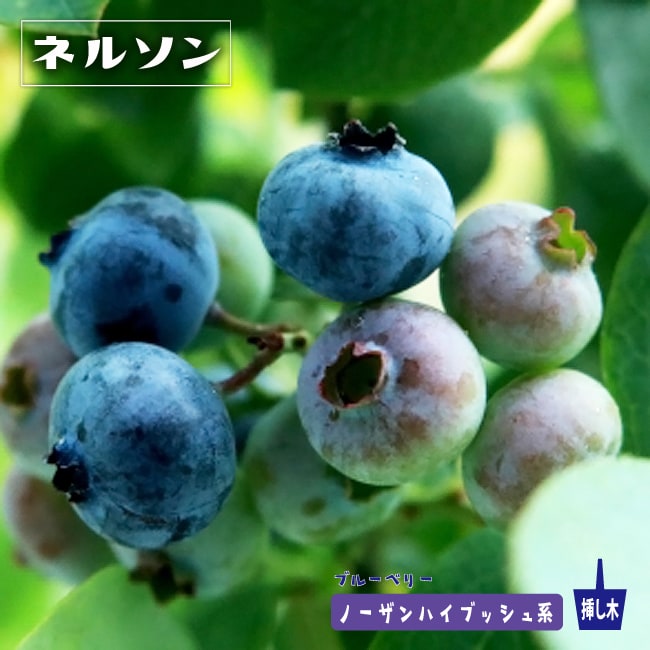 ブルーベリー ネルソン 