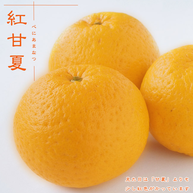 柑橘 雑柑類 紅甘夏の販売 苗木部 By 花ひろばオンライン