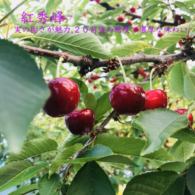 サクランボ 紅秀峰 