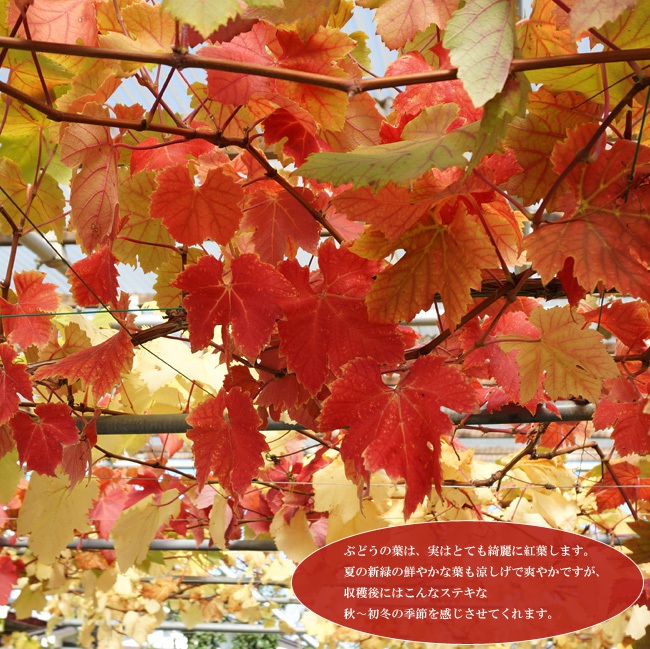 ぶどうの紅葉
