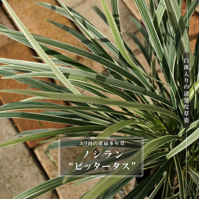 ノシラン ビッタータス 