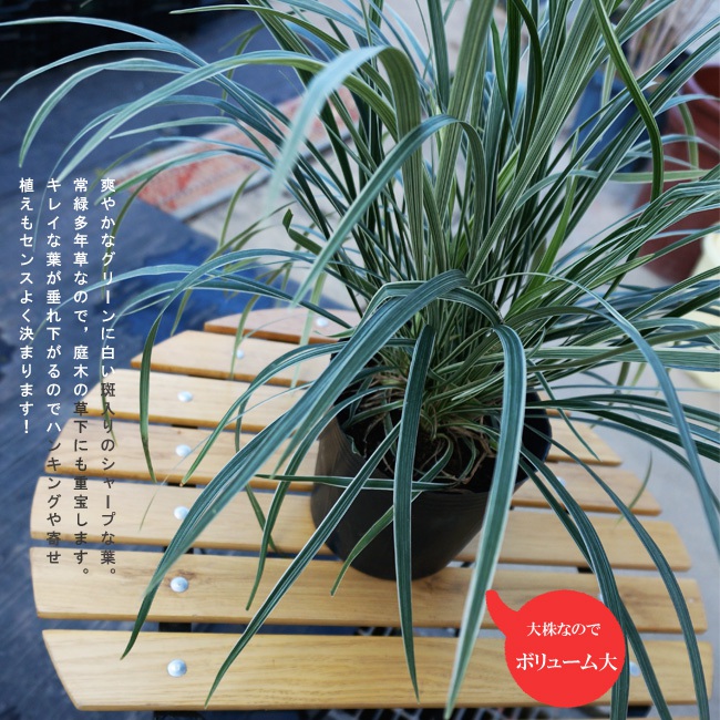 ノシラン ビッタータス 1