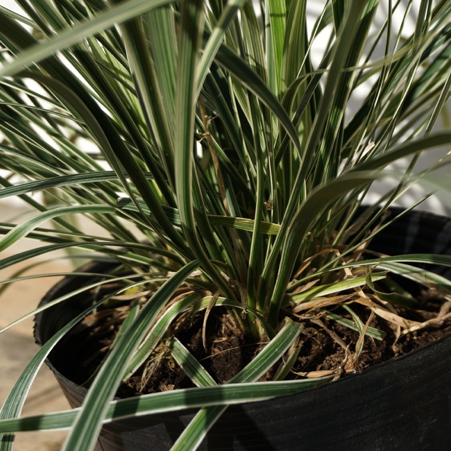 ノシラン ビッタータス 3