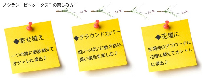 ノシラン ビッタータス 2