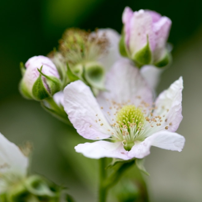 ブラックベリーの花