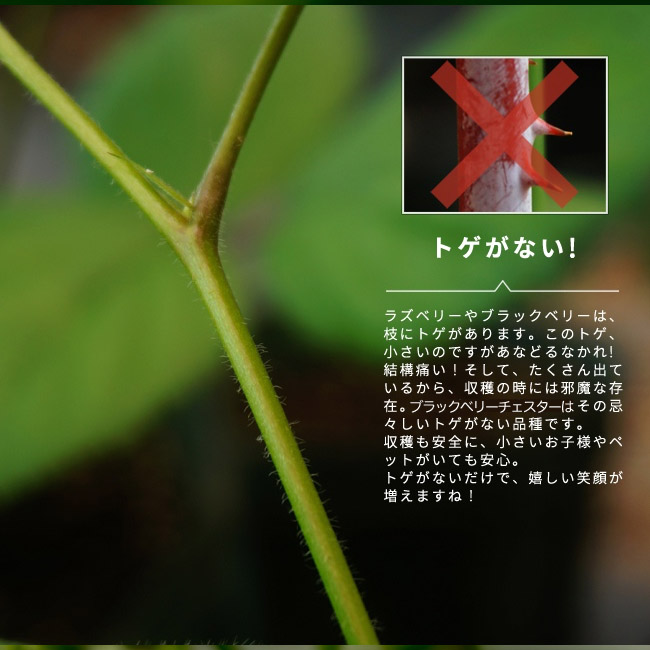 ブラックベリー トゲなし チェスター 苗 販売 苗木部 By 花ひろば