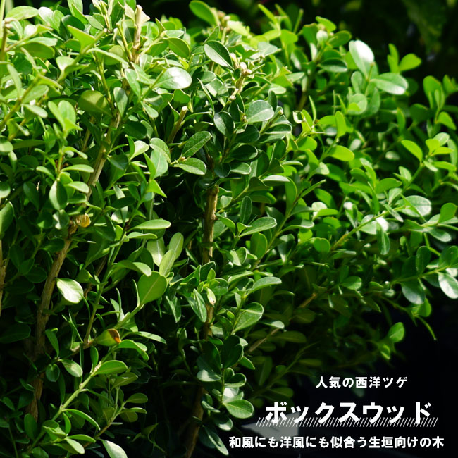西洋ツゲ ボックスウッド