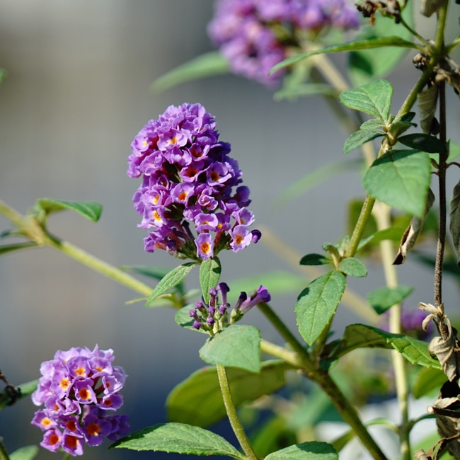 ブッドレア　藍姫 