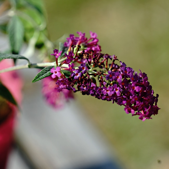 ブッドレア 紅姫 4