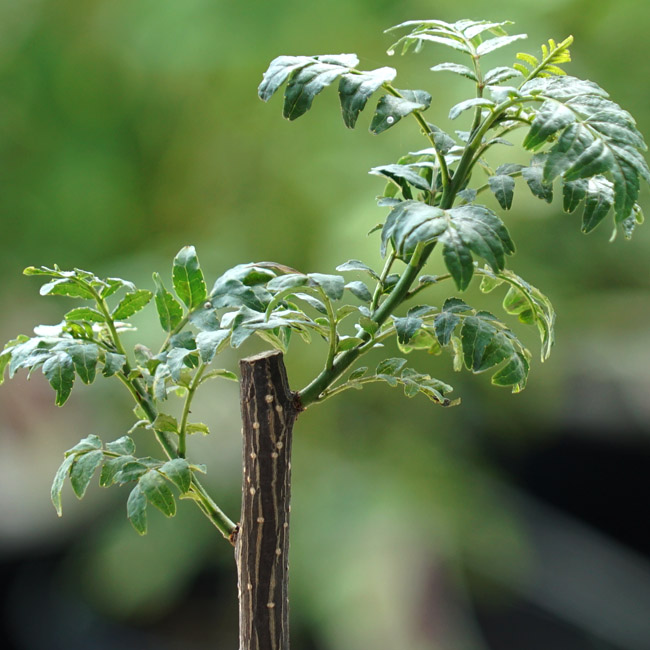 サンショウ ぶどう山椒 2