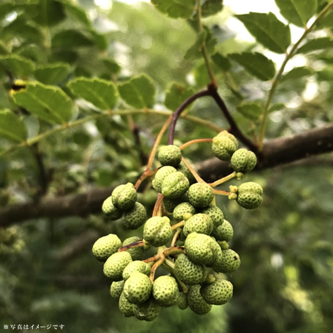 サンショウ ぶどう山椒 苗 育て方 苗木部 By 花ひろばオンライン