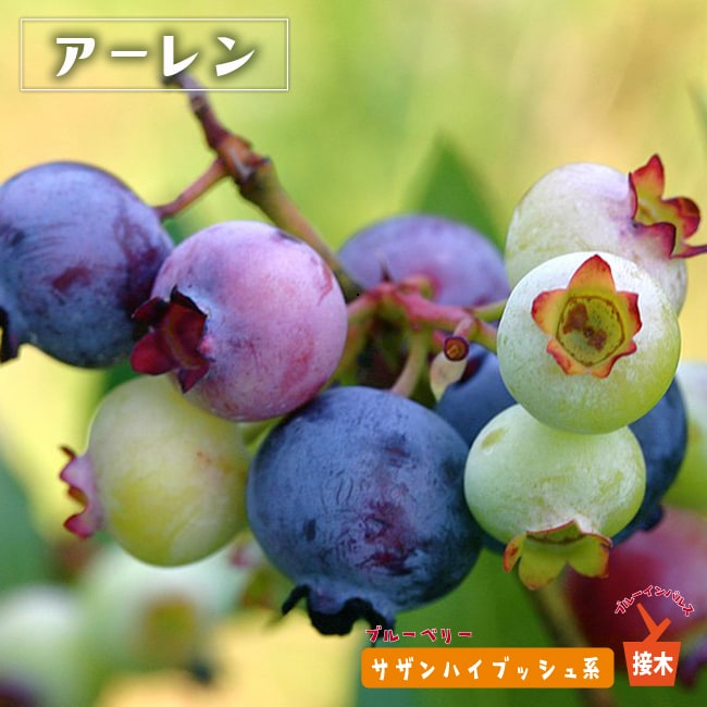 ブルーベリー　アーレン